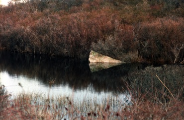 At Cedar Tree Neck At Cedar Tree Neck